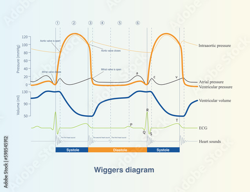 Принти на полотні This is a picture of cardiac physiology that shows the mutual changes in pressure and volume in the atrium, ventricles, and aorta during a cardiac cycle