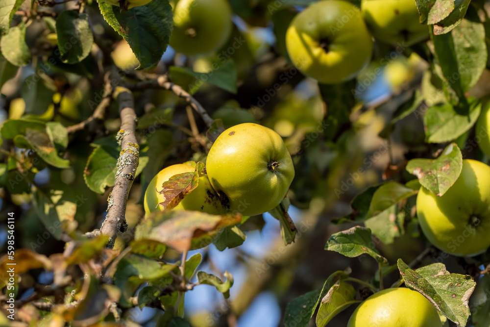 Ripe green apples hanging on a tree in the orchard