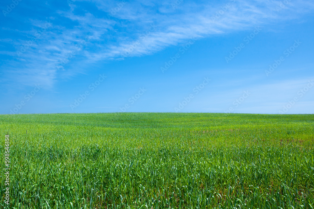 A field of green, ripening wheat against a blue cloudless sky, panorama.