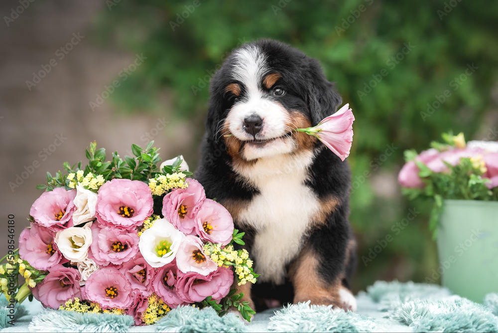 Outdoor photo of cute black red white puppy of bernese mountain dog laying near bouquet of pink and white flowers with flower in his mouth on green background