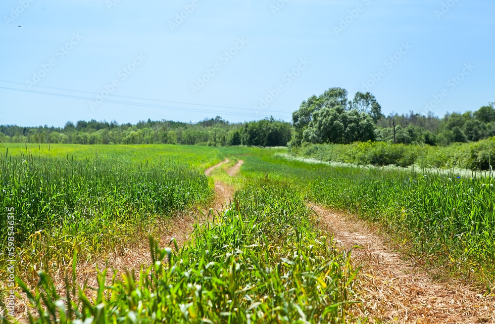 Fototapeta premium Picturesque summer landscape. Road through a field of young green wheat, forest and bushes in the background, against a blue sky.