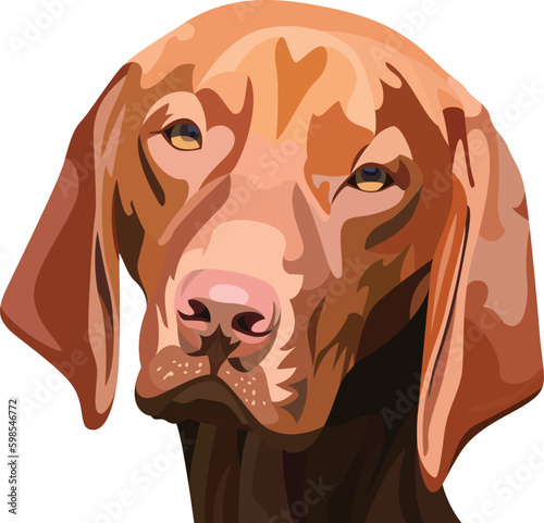 portrait of a Vizsla dog photo