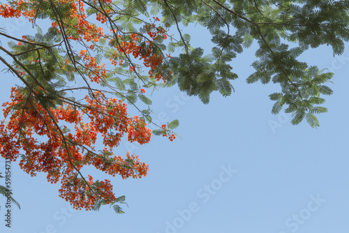 The beautiful flowers of the flamboyant tree