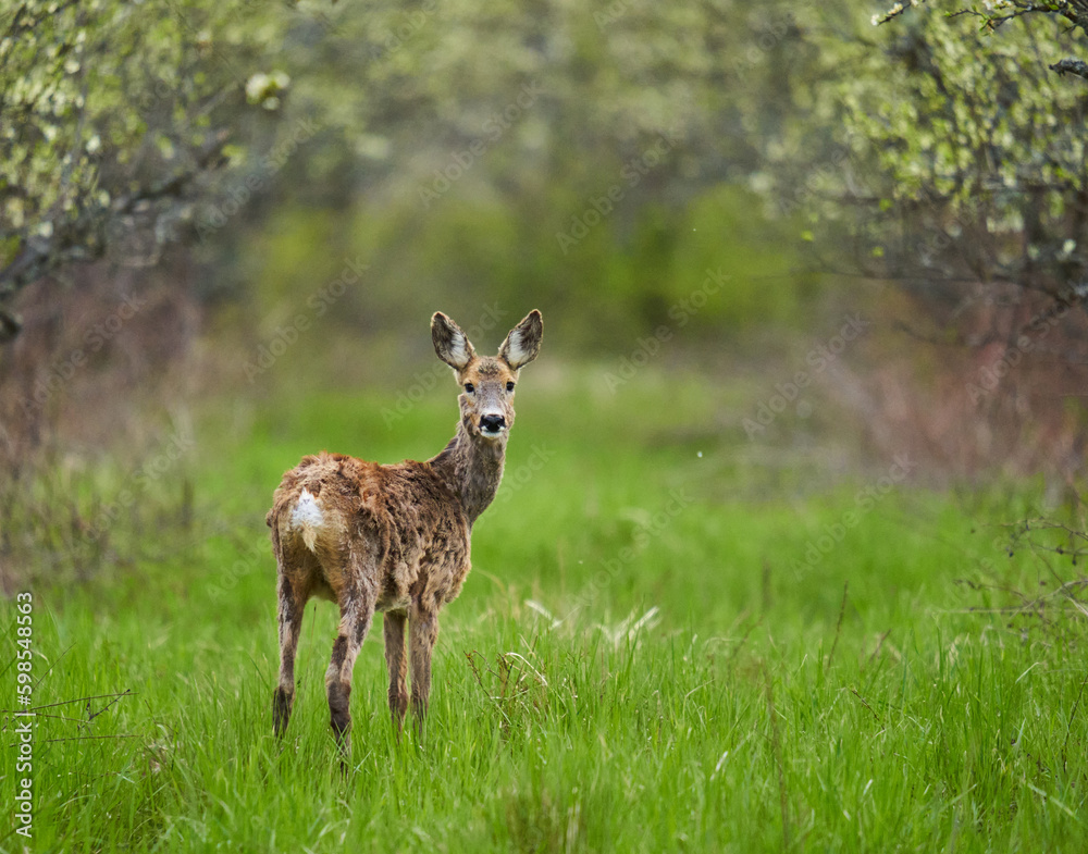 Female roe deer in shedding fur period Female roe deer in shedding fur period