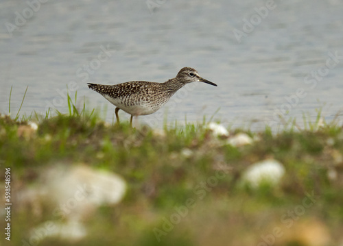 Wood sandpiper by water edge