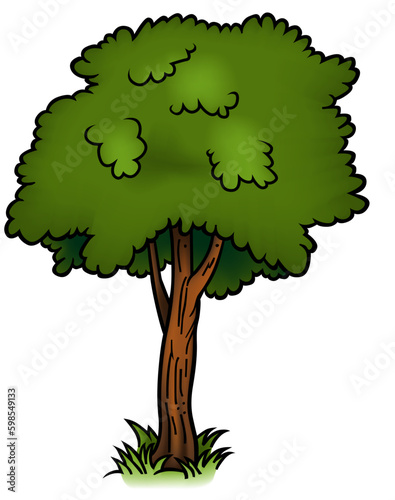 Deciduous Tree with Green Foliage