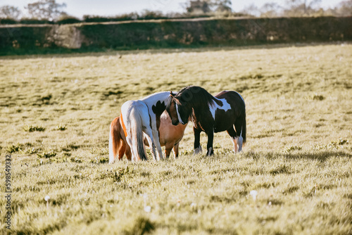 Cob horses and shetland cantering, galloping and playing on a summer evening in a grassy paddock