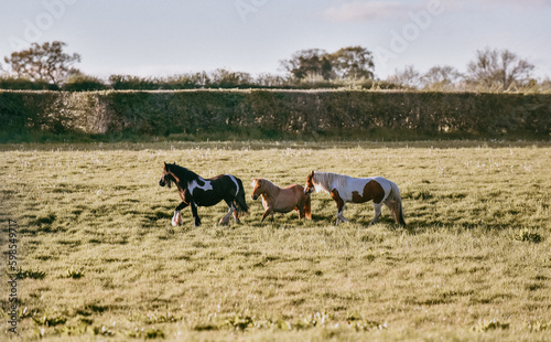 Cob horses and shetland cantering, galloping and playing on a summer evening in a grassy paddock