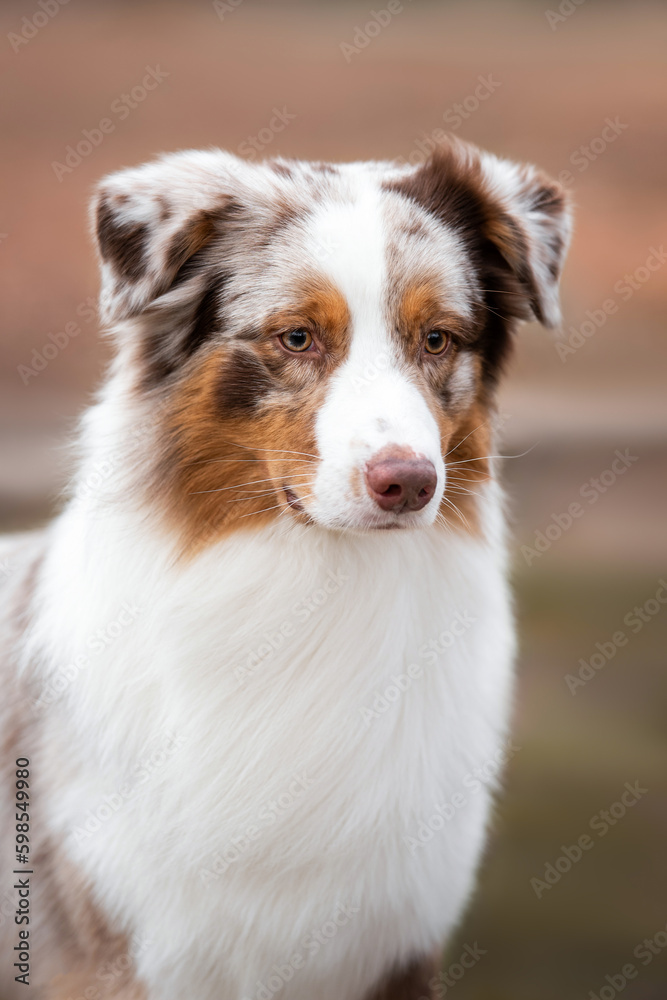 Outdoors close up portrait of red merle australian shepherd dog on light orange autumn background