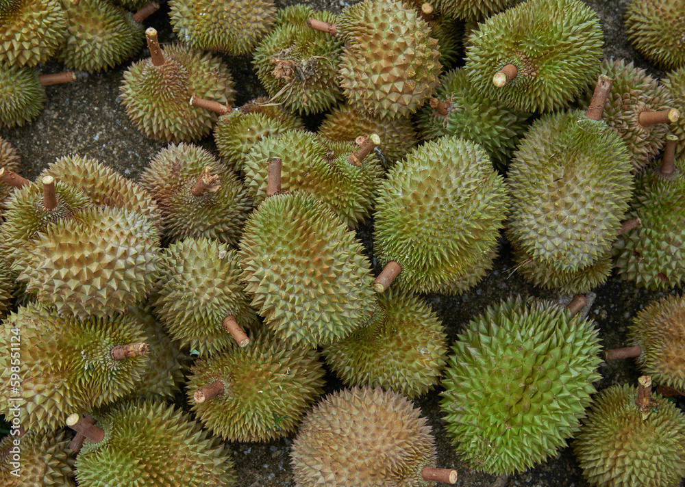 Group of fresh durians in the durian market. Group of fresh durians in the durian market.