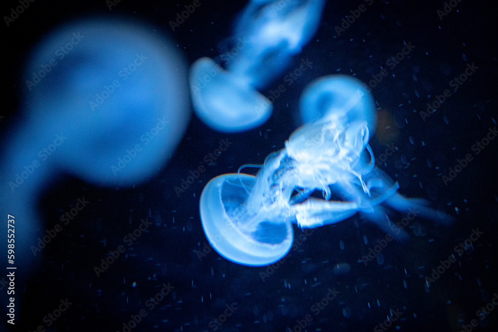 Glowing Jellyfish in underwater inside the port of Nagoya Aquarium, Japan