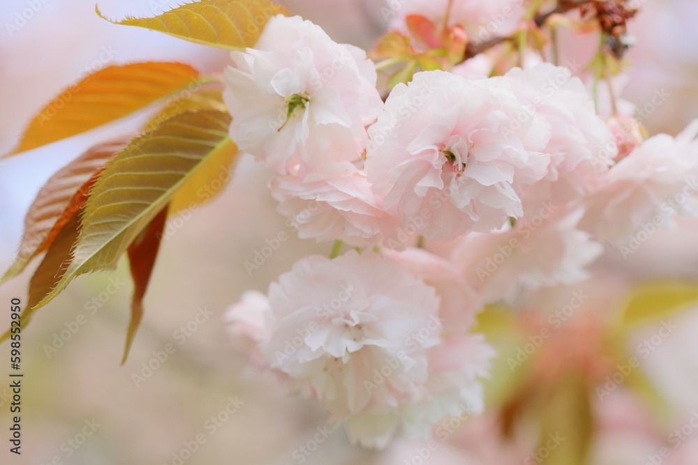 Obraz premium 満開の八重桜のクローズアップ