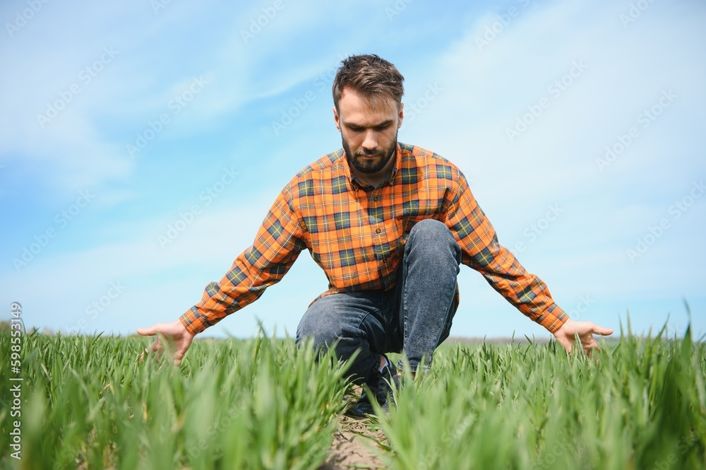 A young farmer inspects the quality of wheat sprouts in the field. The concept of agriculture A young farmer inspects the quality of wheat sprouts in the field. The concept of agriculture
