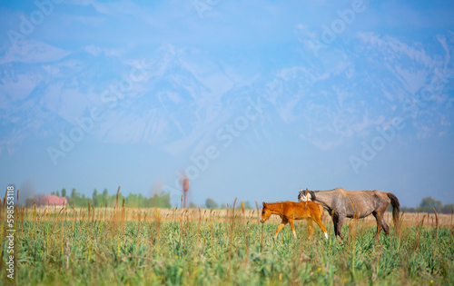 Fototapeta Naklejka Na Ścianę i Meble -  Horse and newborn foal on the background of mountains, a herd of horses graze in a meadow in summer and spring, the concept of cattle breeding, with place for text.