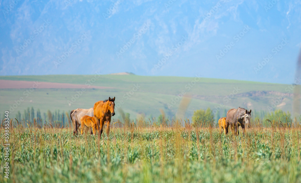Horse and newborn foal on the background of mountains, a herd of horses graze in a meadow in summer and spring, the concept of cattle breeding, with place for text. Horse and newborn foal on the background of mountains, a herd of horses graze in a meadow in summer and spring, the concept of cattle breeding, with place for text.