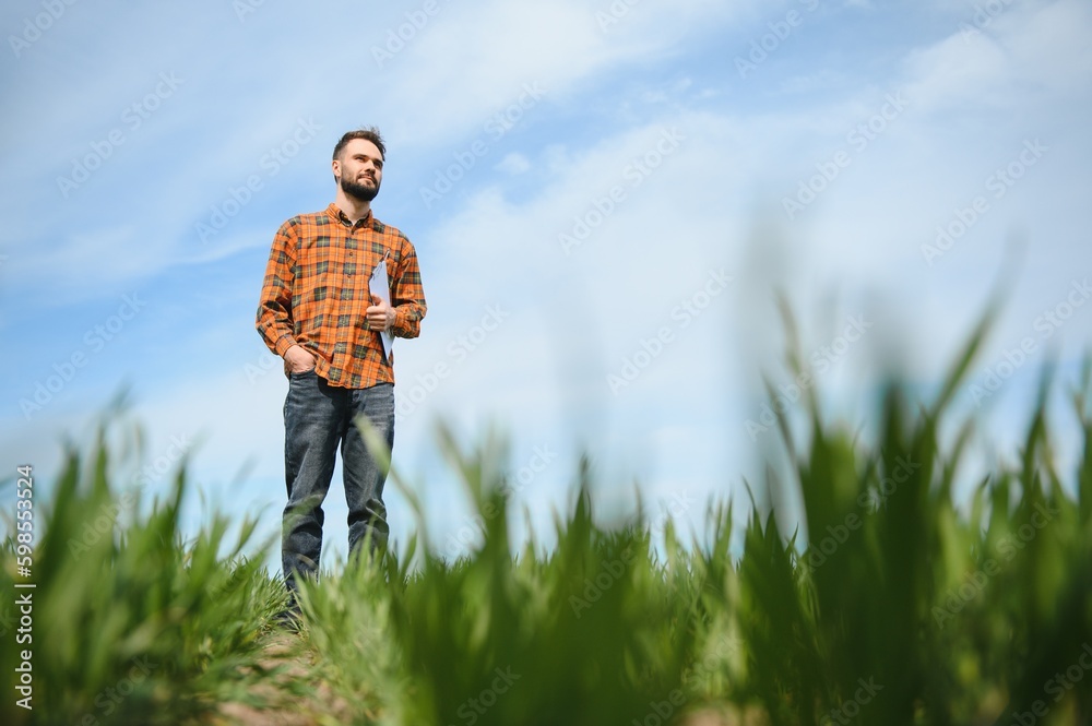 A young farmer inspects the quality of wheat sprouts in the field. The concept of agriculture. A young farmer inspects the quality of wheat sprouts in the field. The concept of agriculture.