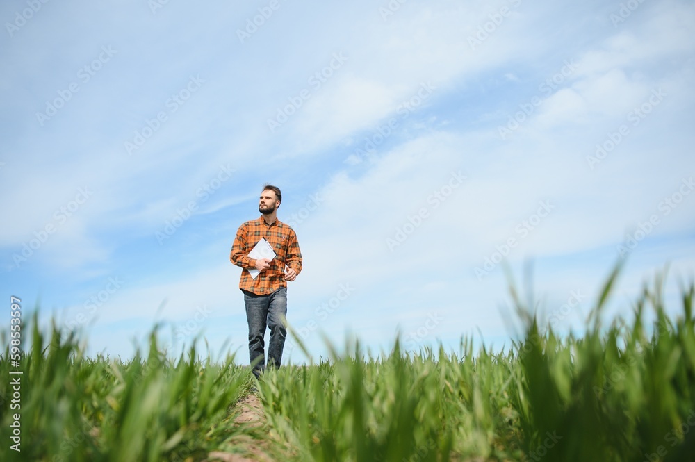 A young farmer inspects the quality of wheat sprouts in the field. The concept of agriculture A young farmer inspects the quality of wheat sprouts in the field. The concept of agriculture