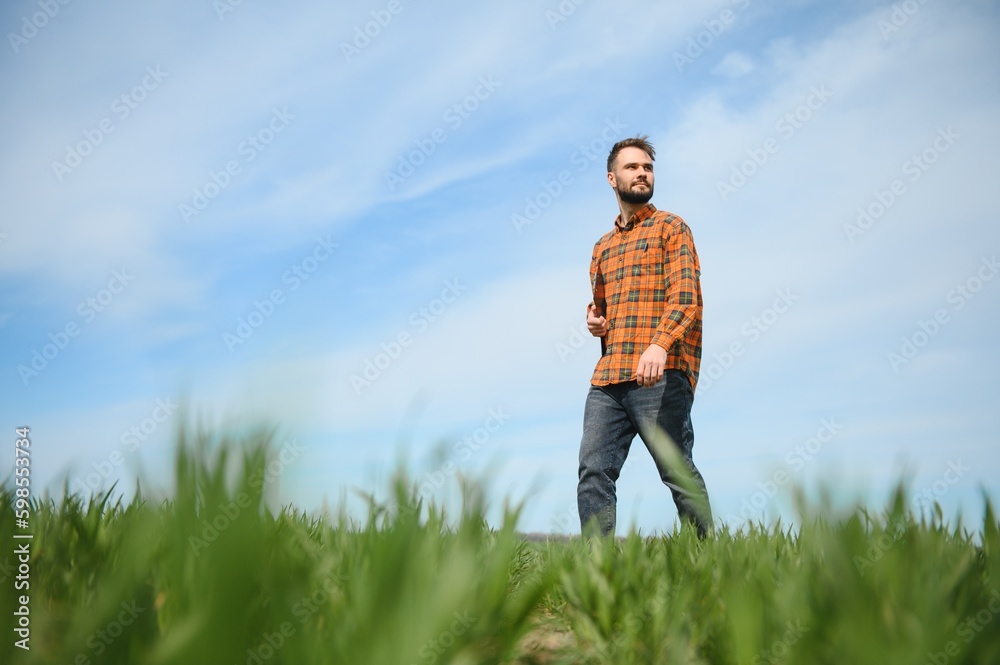 A young farmer inspects the quality of wheat sprouts in the field. The concept of agriculture. A young farmer inspects the quality of wheat sprouts in the field. The concept of agriculture.