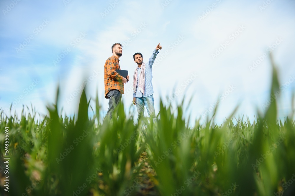 Two indian farmers standing at agriculture field. Two indian farmers standing at agriculture field.