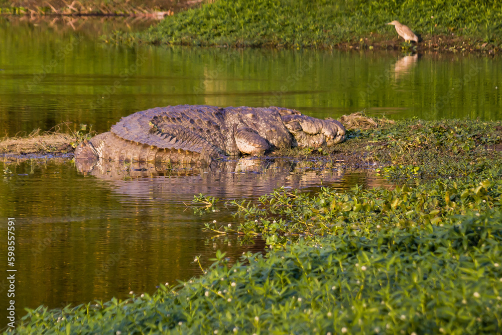 A saltwater crocodile basking in the sunlight on the bank of a river. 