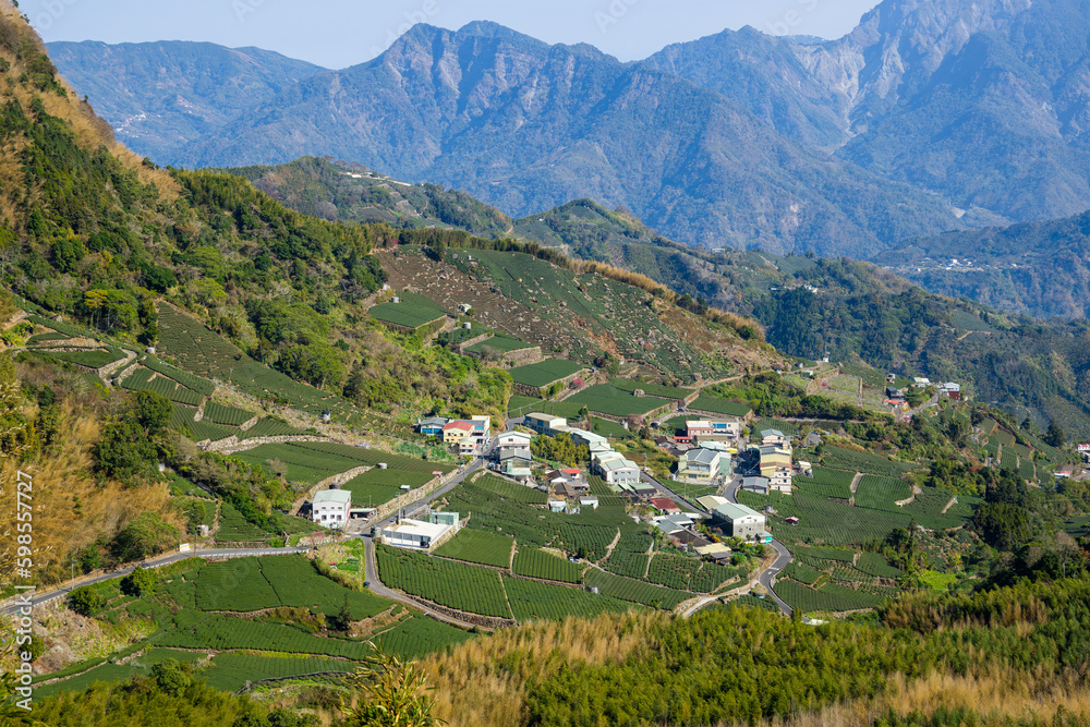 Lots of tea field over the mountain in Alishan of Shizhuo in Taiwan