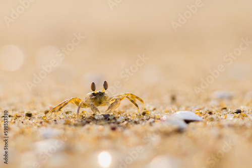 A ghost crab roamin on sand of sea beach near its burrow. 