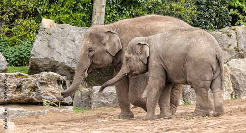 Photography Sri Lankan elephant, Elephas maximus maximus, mother and  calf