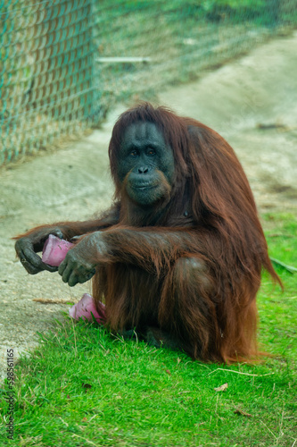 A Bornean Orang-utan from Monkey World, Dorset