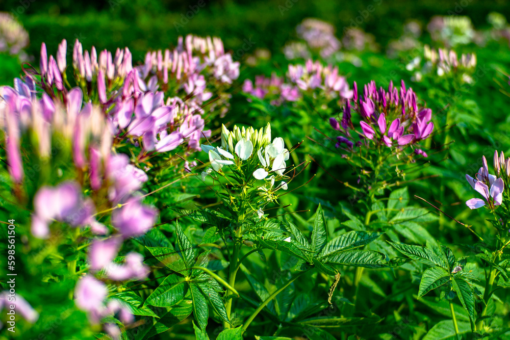 Beautiful purple flowers blooming blurred background and warm morning light.
Beautiful purple flowers blooming blurred background and warm morning light.