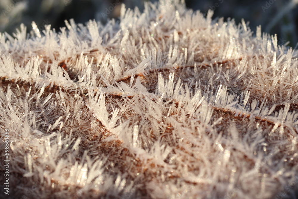 early frost, detail of ice crystals early frost, detail of ice crystals
