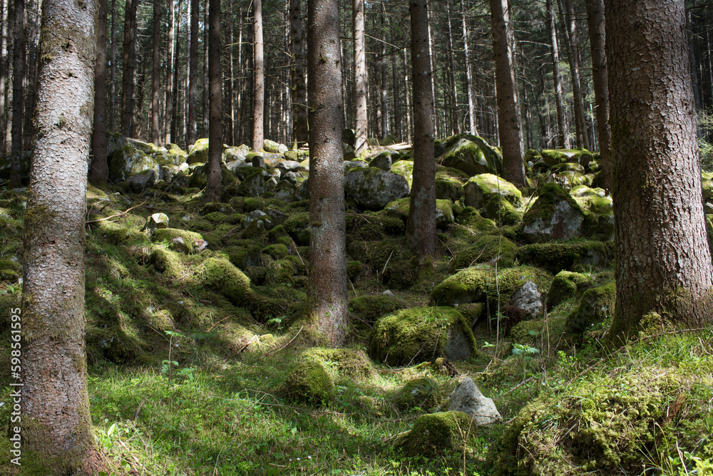 un magico bosco coperto di muschio in primavera, splendido bosco nelle dolomiti un magico bosco coperto di muschio in primavera, splendido bosco nelle dolomiti