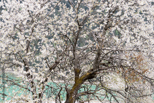 dei bellissimi fiori bianchi in primavera, sfondo di fiori bianchi bellissimi, un'albero pieno di fiori bianchi in montagna photo