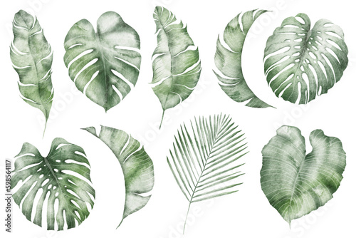 Watercolor tropical illustration: botanical leaves