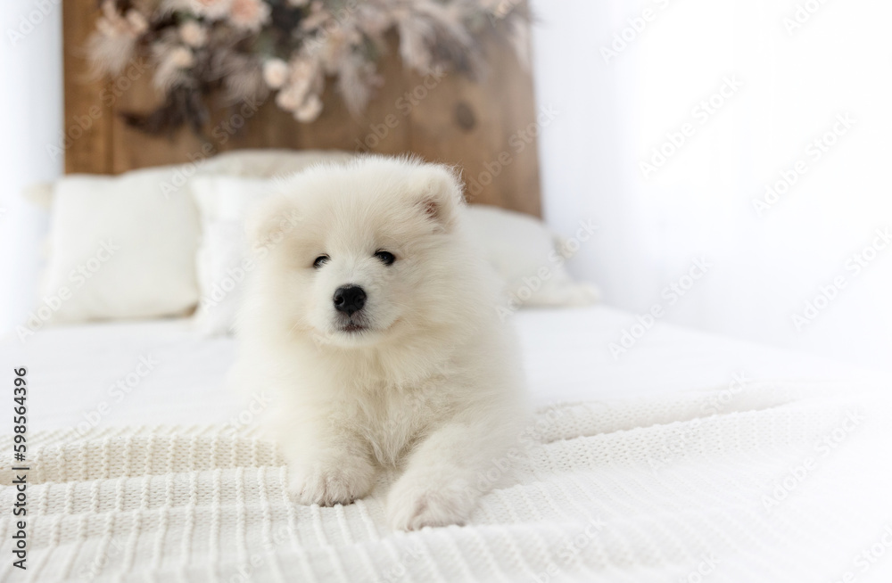 CUTE AND SWEET WHITE SAMOYED PUPPY