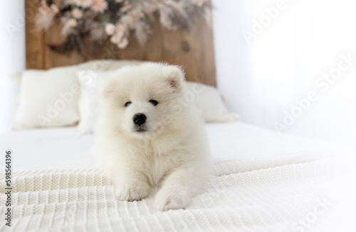 CUTE AND SWEET WHITE SAMOYED PUPPY