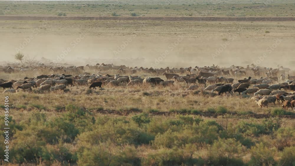 Part of huge herd of sheep runs across the steppe raising cloud of dust on sunny summer day Part of huge herd of sheep runs across the steppe raising cloud of dust on sunny summer day