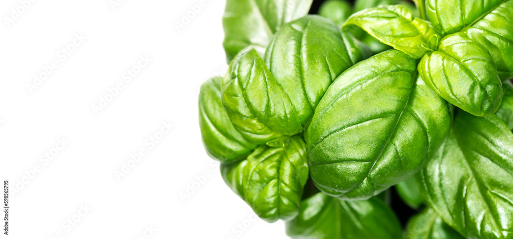 Basil leaves isolated on white background. Green basil growing. Fresh Flavoring. Nature healthy food over white background, close-up. Vegetarian and healthy food concept. Basils Leaves closeup Basil leaves isolated on white background. Green basil growing. Fresh Flavoring. Nature healthy food over white background, close-up. Vegetarian and healthy food concept. Basils Leaves closeup