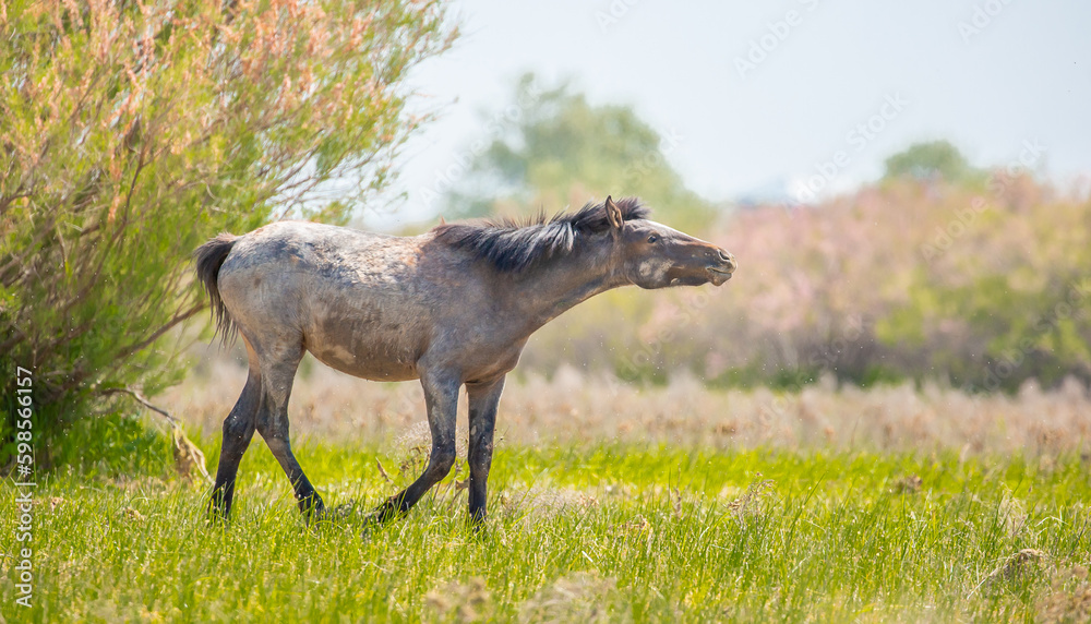 Horse and newborn foal on the background of mountains, a herd of horses graze in a meadow in summer and spring, the concept of cattle breeding, with place for text. Horse and newborn foal on the background of mountains, a herd of horses graze in a meadow in summer and spring, the concept of cattle breeding, with place for text.