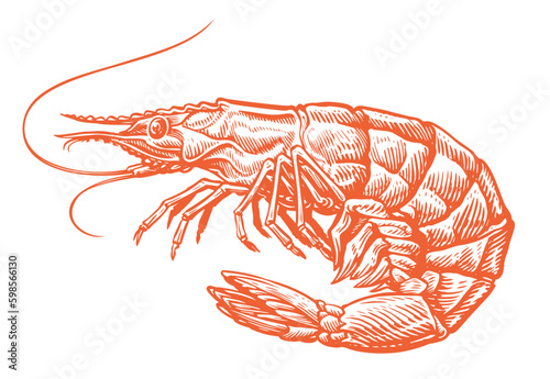 Large red shrimp sketch. Prawn for cooking. Seafood, sushi vector illustration