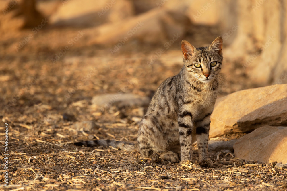 Asiatic Wildcat, Felis silvestris ornata, Desert National Park, Jaisalmer, Rajasthan, India