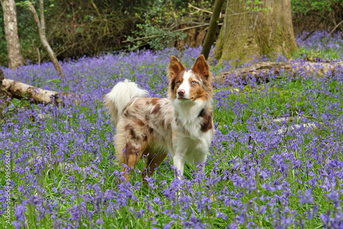 A tri coloured red merle border collie stood in bluebell woods, Surrey, UK.