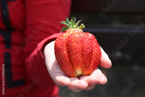 Huge red ripe juicy strawberries in the hands of a child. Selective focus, closeup. May and June is strawberry ripening season, good harvest. Healthy food. vegan