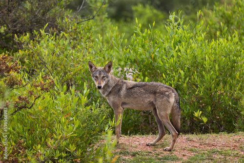 Indian Wolf  Canis lupus pallipes  female  Karnataka  India