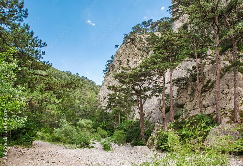 Coniferous forest and pine trees growing in a mountain gorge with rocks and stones