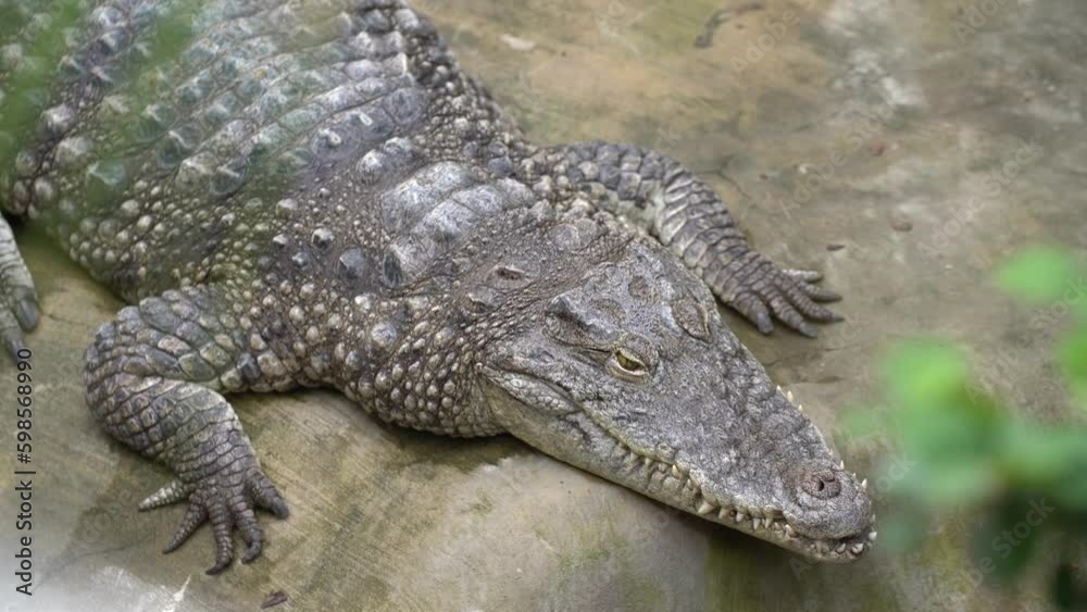 close up face of sleeping crocodile on land close up face of sleeping crocodile on land