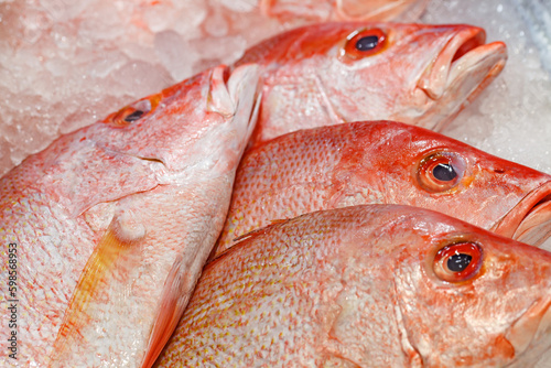 Sea bass red fish whole raw, chilled on ice, on market, selective focus photo