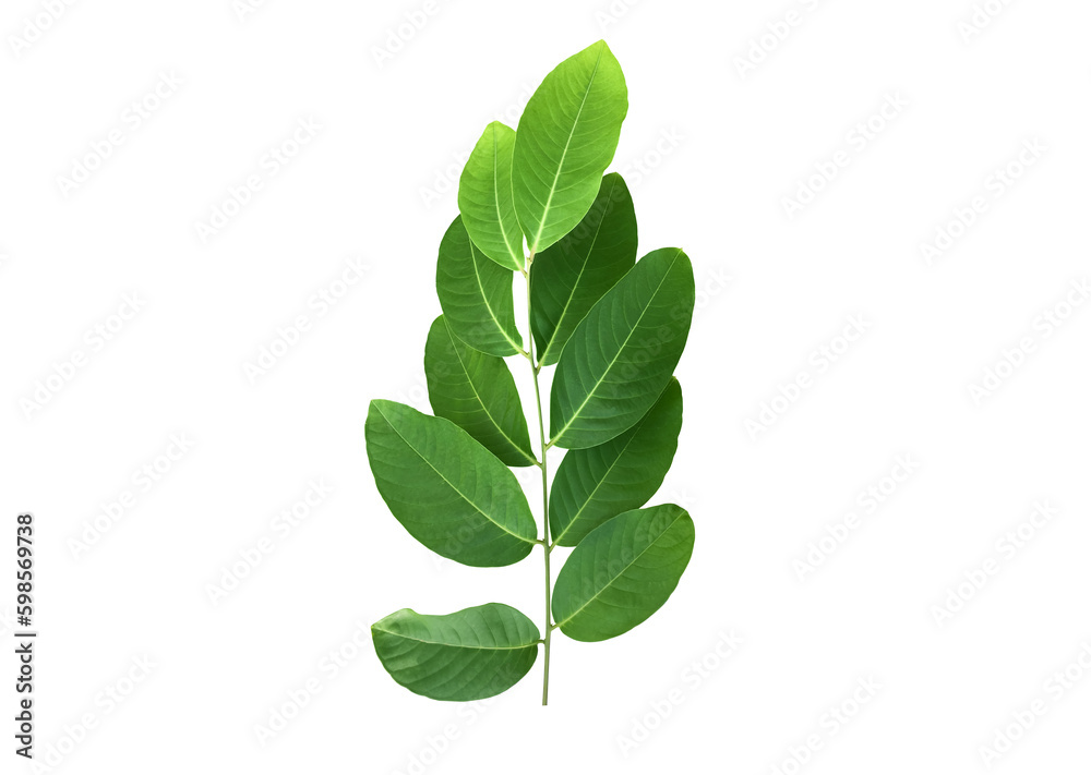 Isolated crape myrtle leaves and branche on white background with clipping paths. Isolated crape myrtle leaves and branche on white background with clipping paths.