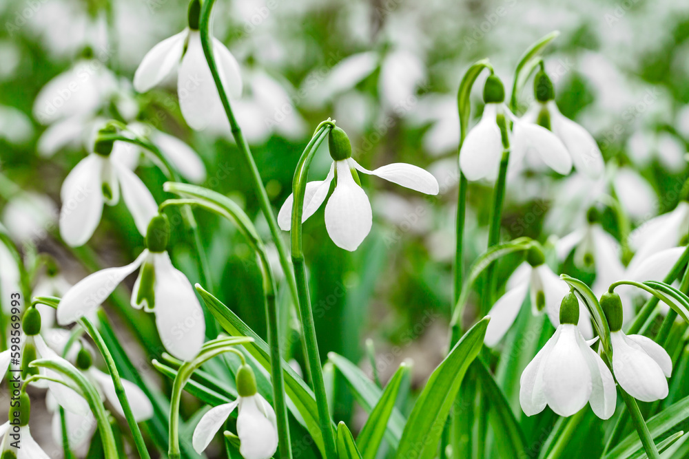 Snowdrops, flowers with white petals close-up, selective focus