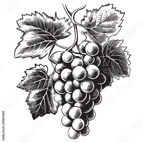 Leinwand Poster Grapes Bunch hand drawn sketch illustration Fruits and orchards