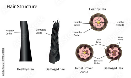 Hair Growth Cycle, anagen, catagen, telogen, early anagen, hair matrix, dermis, epidermis, sebaceous gland, hair follicle, hair shaft, arrector pili muscle, dermal papilla vector illustration.